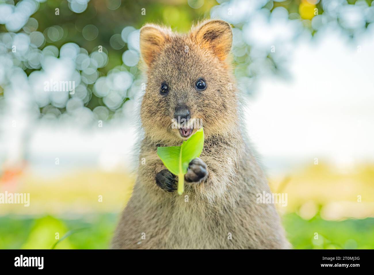 Quokka, Happy Animal si sta godendo il suo pasto e sorridendo, Rottnest Island, Australia Occidentale Foto Stock