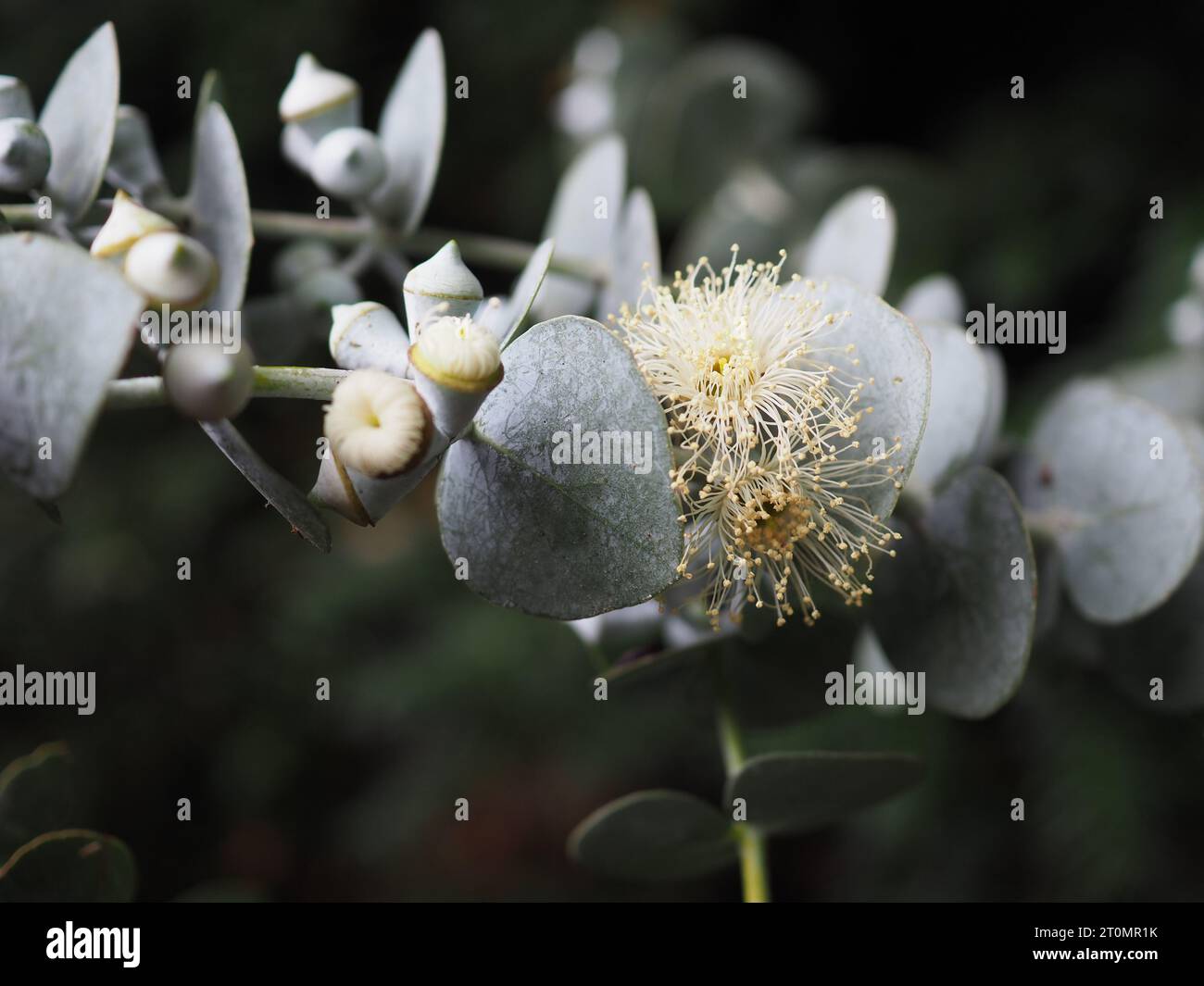 Primo piano degli insoliti fiori piuma di Eucalyptus cinerea "Dollaro d'argento" su un ramo della pianta sempreverde, coltivata per il suo fogliame grigio argentato Foto Stock