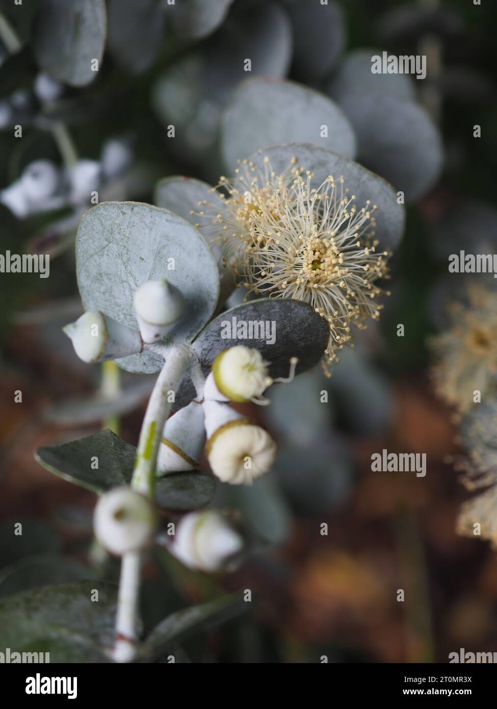 Primo piano degli insoliti fiori piuma di Eucalyptus cinerea "Dollaro d'argento" su un ramo della pianta sempreverde, coltivata per il suo fogliame grigio argentato Foto Stock