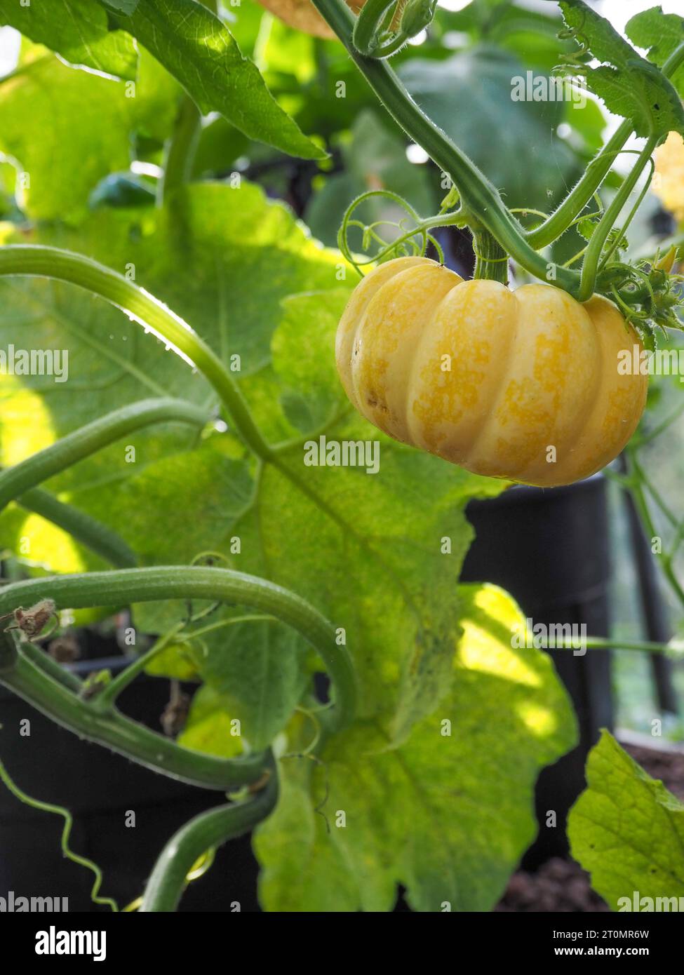 Primo piano della zucca gialla nana "Sweet Lightning" che cresce sulla sua vite in una pentola in una serra britannica in autunno Foto Stock