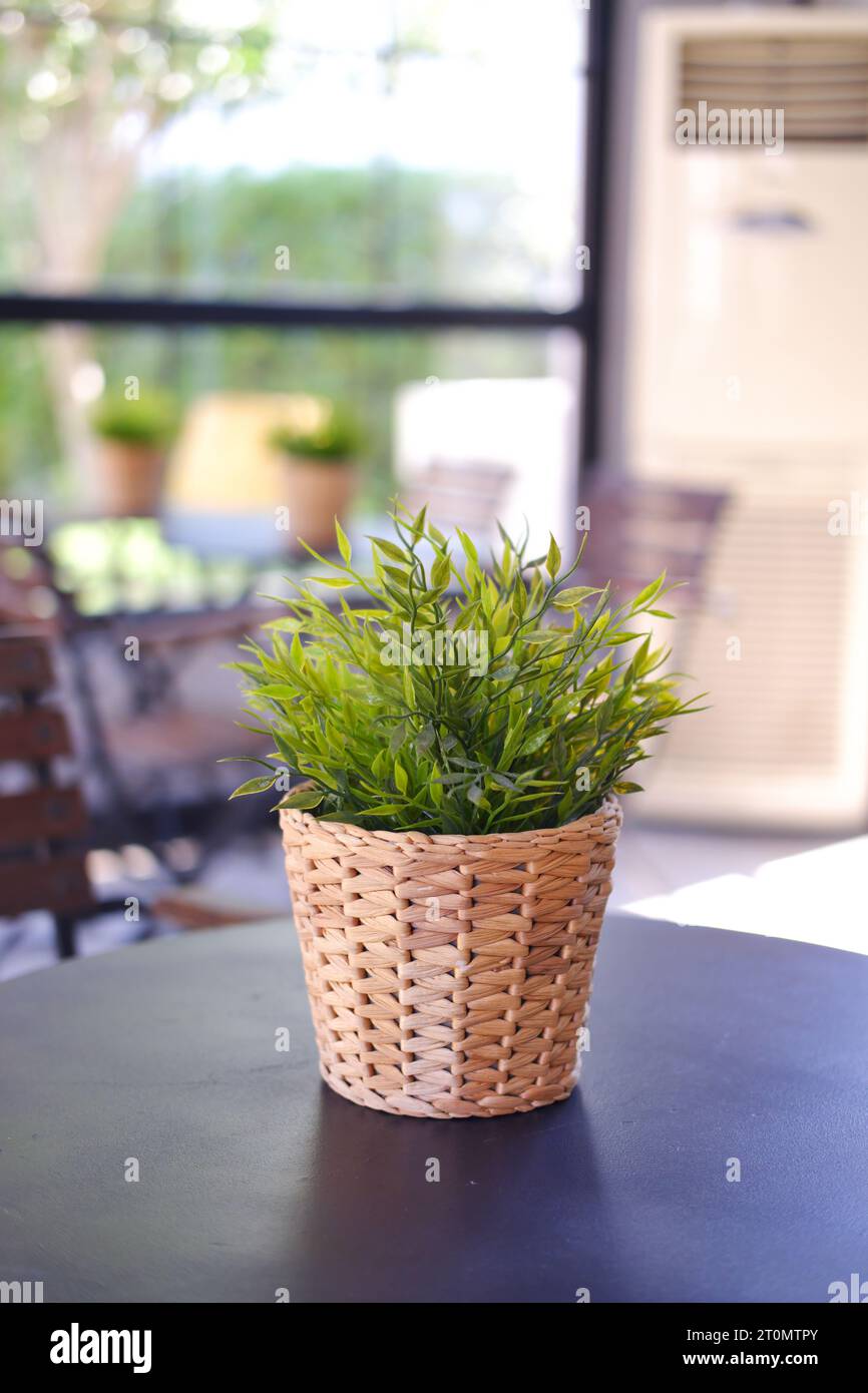 Pianta di casa verde in un vaso di fiori su un tavolo in una caffetteria al coperto in una giornata di sole Foto Stock