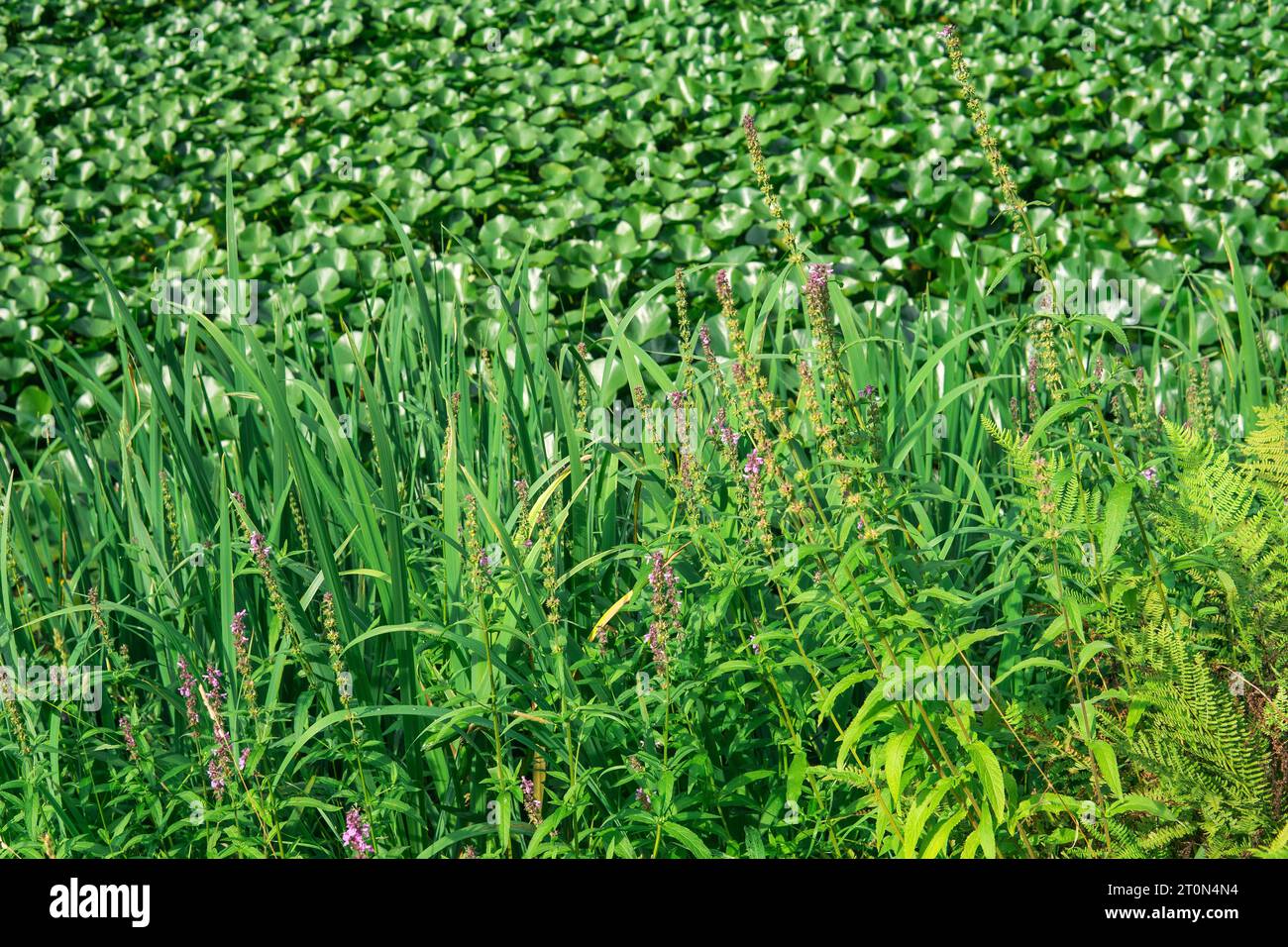 vegetazione erbacea costiera sulle rive del bacino idrico Foto Stock