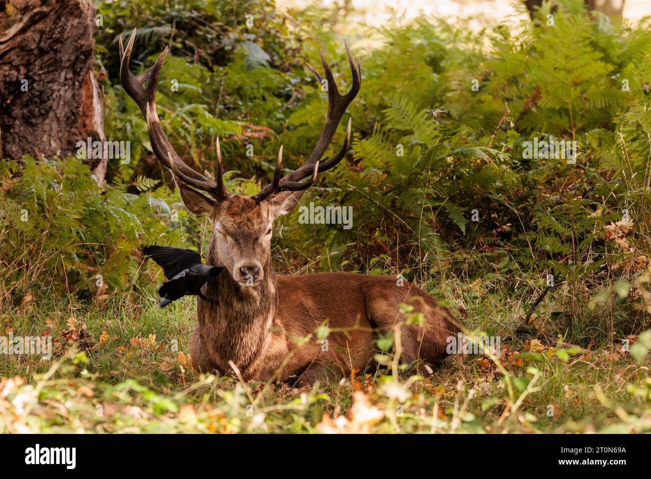 Richmond Park, Londra, Regno Unito. 8 ottobre 2023. Cervo rosso (Cervus elaphu) tra il bracken nel Richmond Park come un jackdaw (Corvus monedulaat) vola per mangiare le zecche e gli insetti dal collo. Foto di Amanda Rose/Alamy Live News Foto Stock