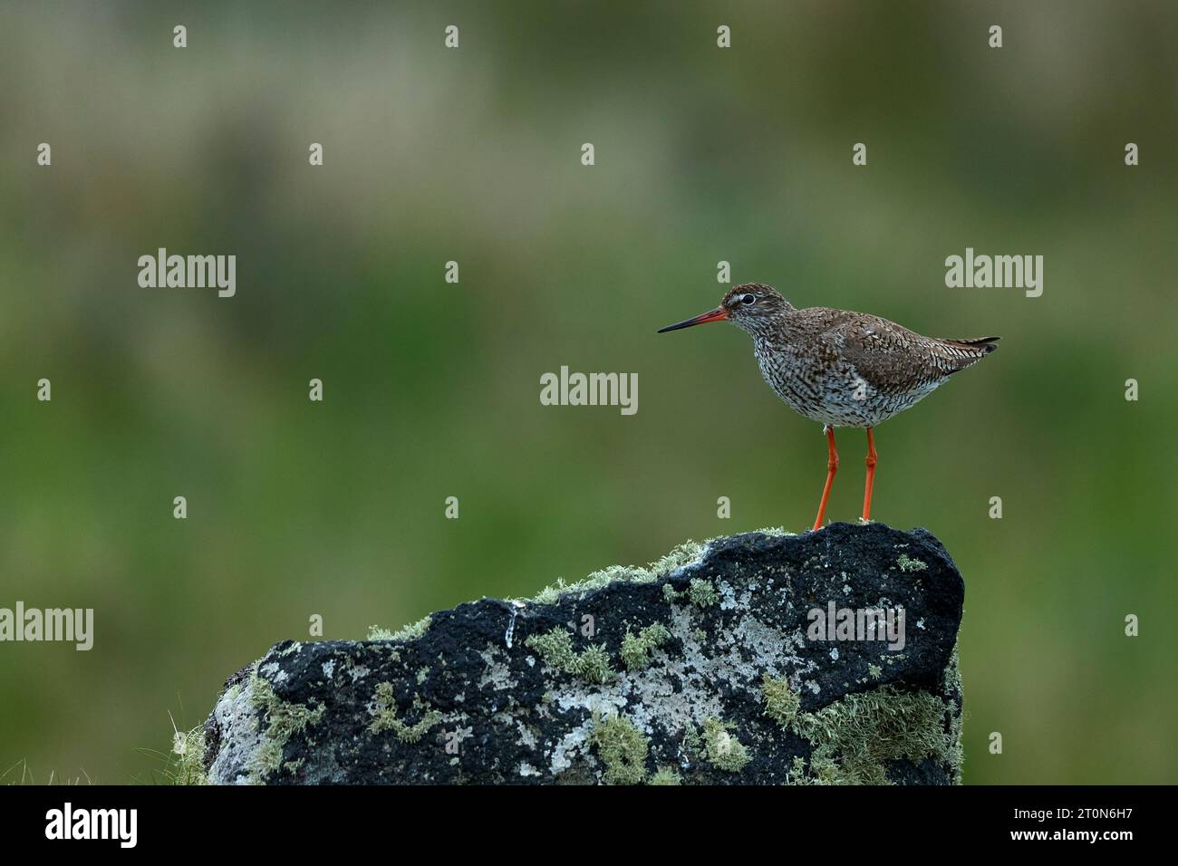 Redshank su una grande roccia Foto Stock