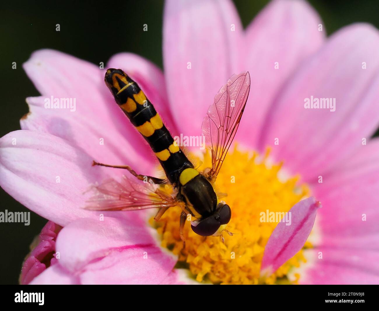 L'hoverfly lungo su foglia (Sphaerophoria scripta) su margherita rosa e visto dall'alto, è una specie di hoverfly appartenente alla famiglia Syrphidae Foto Stock