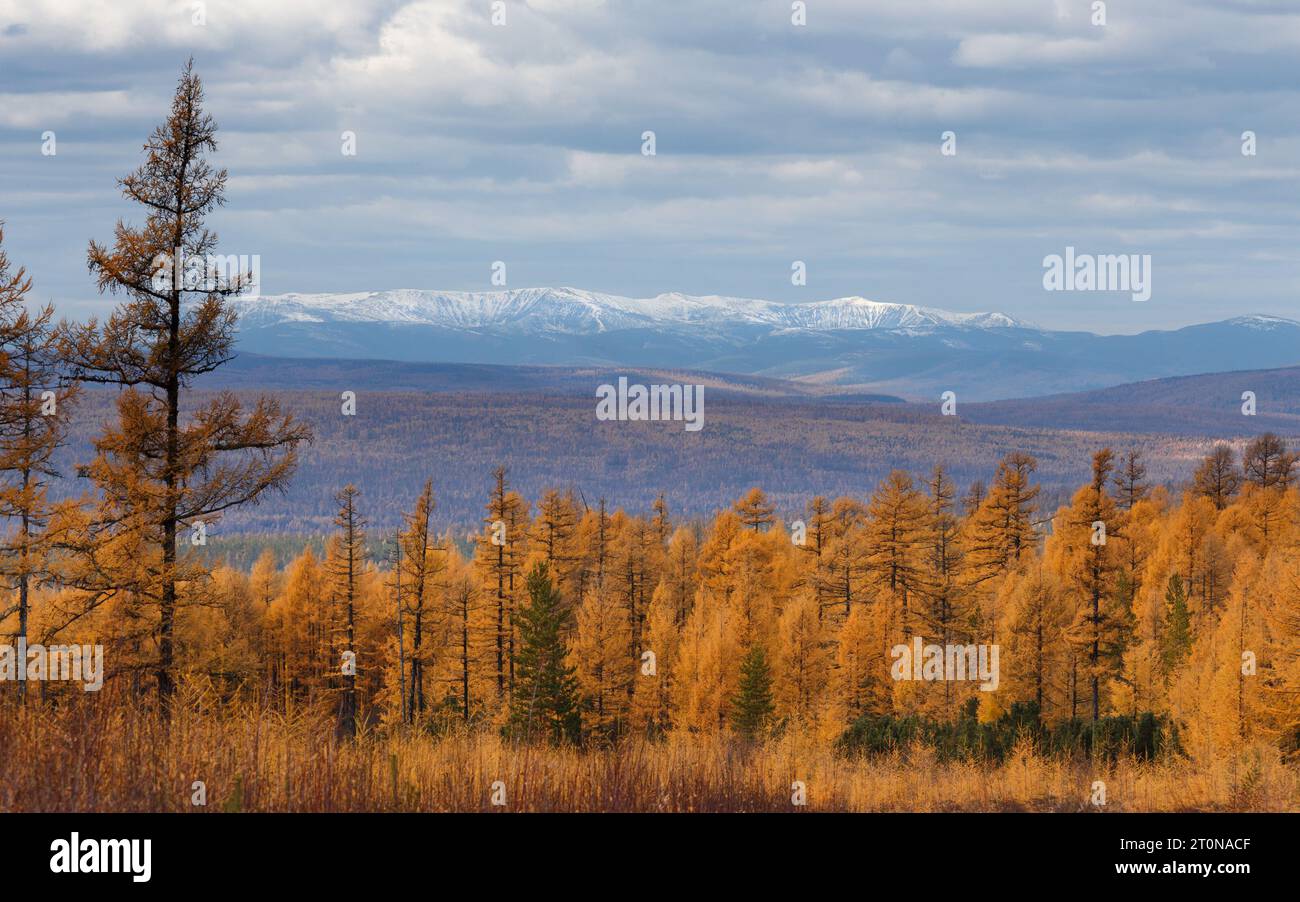 Paesaggio autunnale con taiga gialla e la catena montuosa Stanovoy all'orizzonte Foto Stock