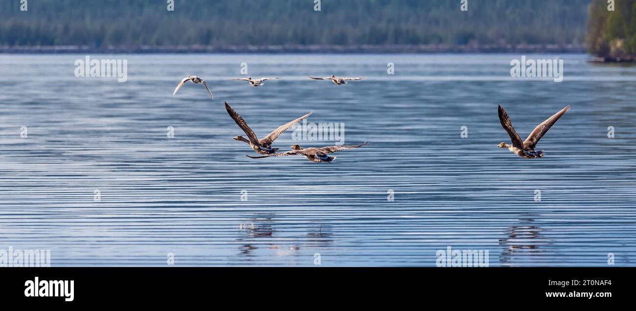 Sei oche brune volano in gruppo sull'acqua. Foto Stock