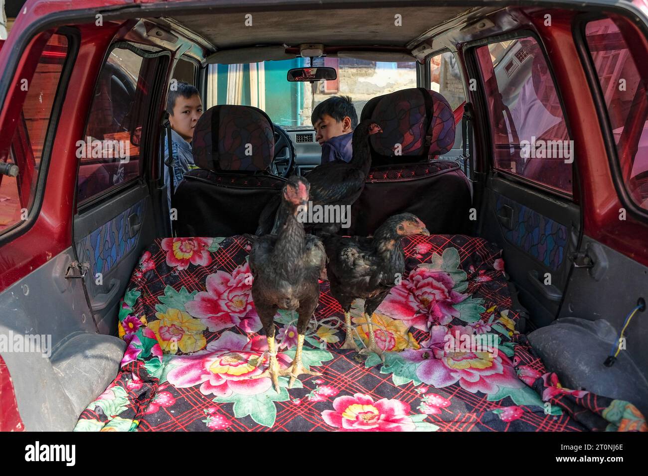 OSH, Kirghizistan - 8 ottobre 2023: Un'auto con due polli nel bagagliaio al Jayma Bazaar di Osh, Kirghizistan. Foto Stock