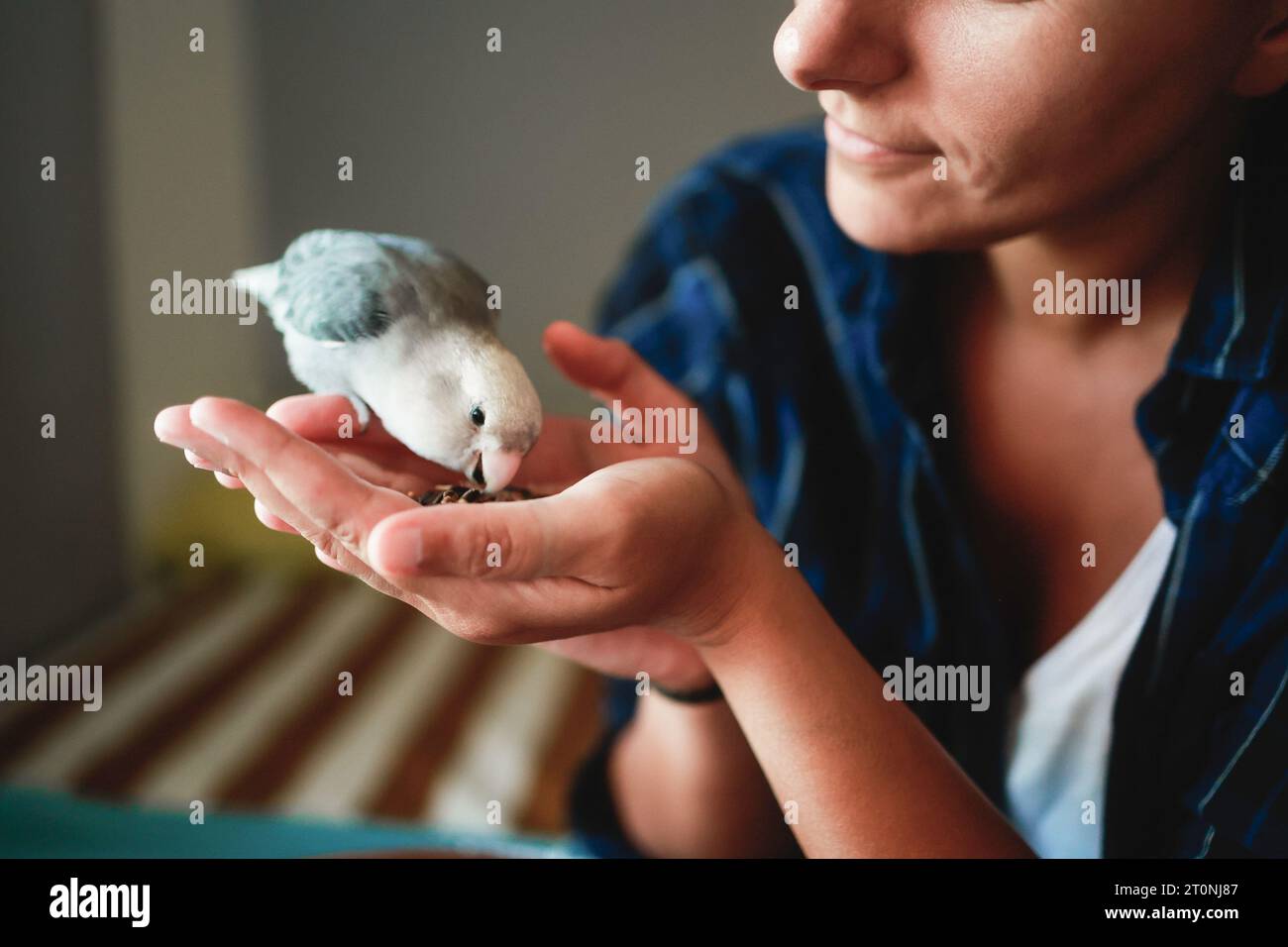 La donna accarezza e dà da mangiare all'uccello del pappagallo a casa - proprietario e amicizia animale e concetto di vita domestica Foto Stock