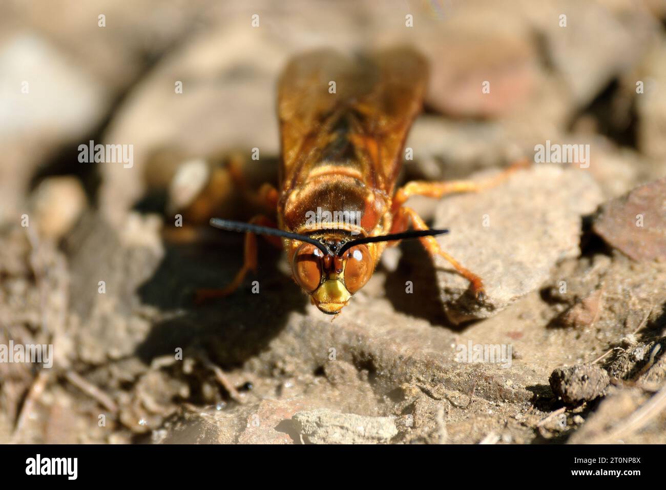 Vista frontale ravvicinata di una Cicada-Killer Wasp in una giornata estiva di fine luglio nel Massachusetts. - Sphecius speciosus Foto Stock