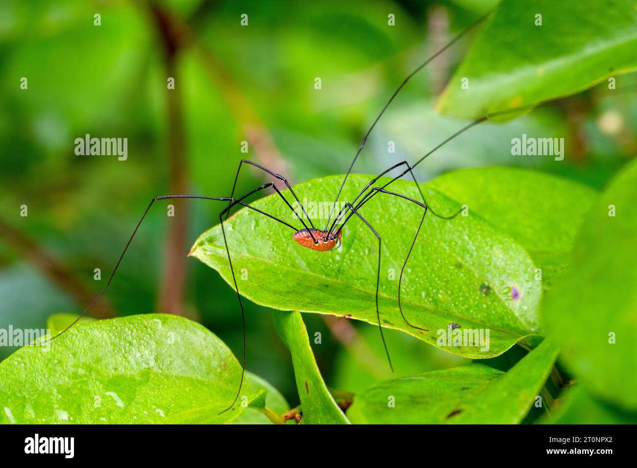 Un Harvestman orientale che si fa strada su una foglia in una mattinata estiva del New England. Foto Stock