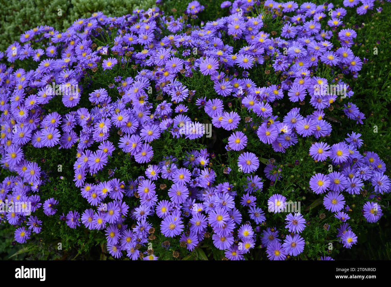 Piante da giardino e fiori Foto Stock