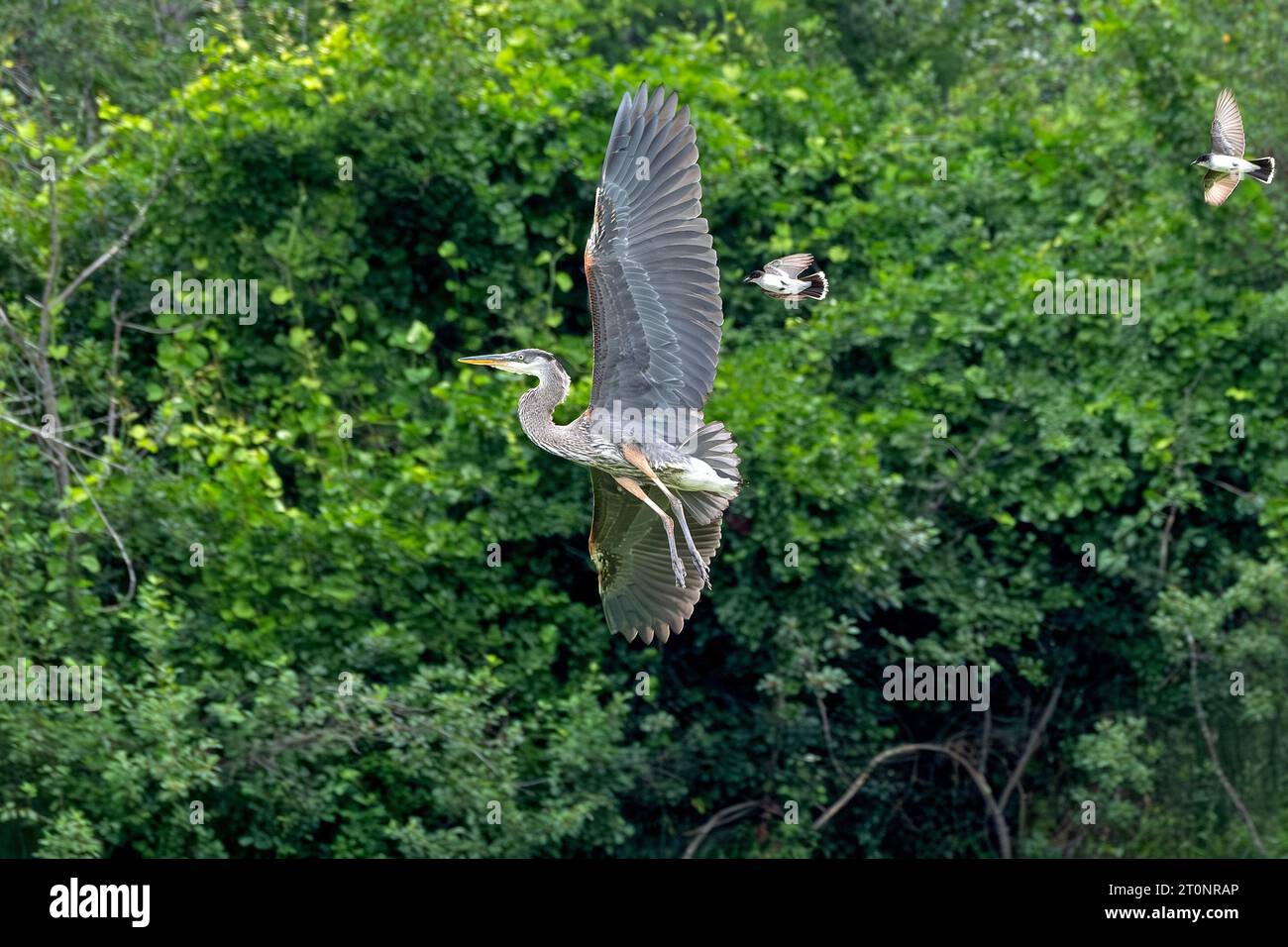 Un Great Blue Heron è inseguito da due Kingbirds orientali nelle zone umide del Massachusetts orientale. Foto Stock