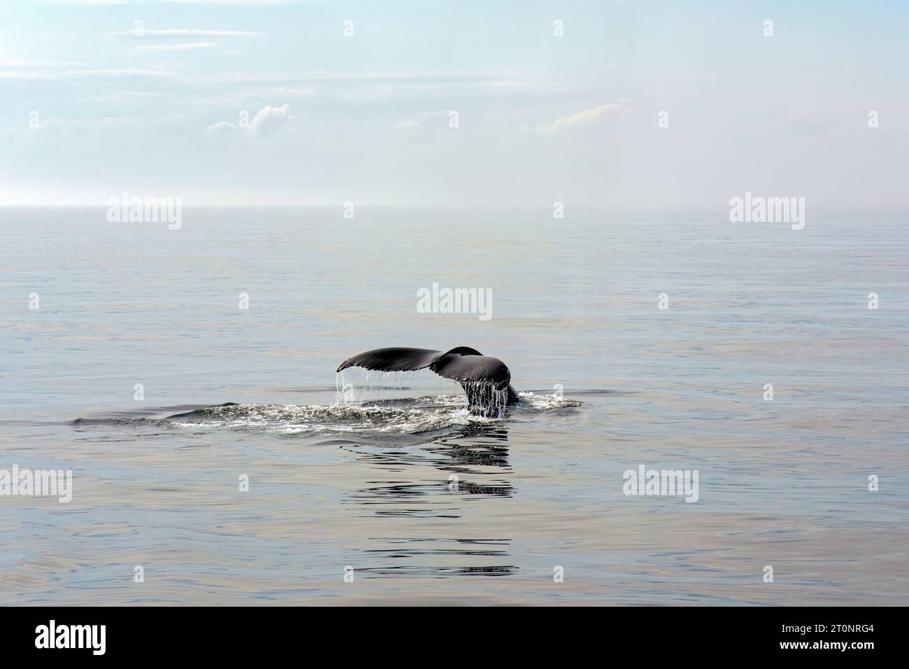 il trematode di una balena megattera oltrepassa la placida superficie oceanica in una tranquilla mattinata estiva nel Golfo del Maine. Foto Stock