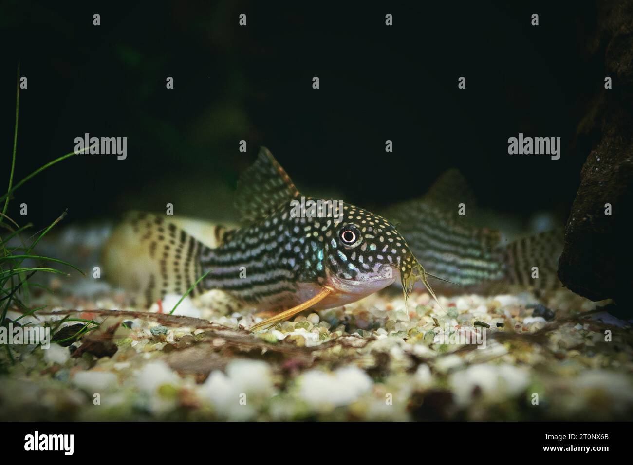 Splendida corigna sul fondo della vasca per il pesce (Corydoras sterbay) Foto Stock