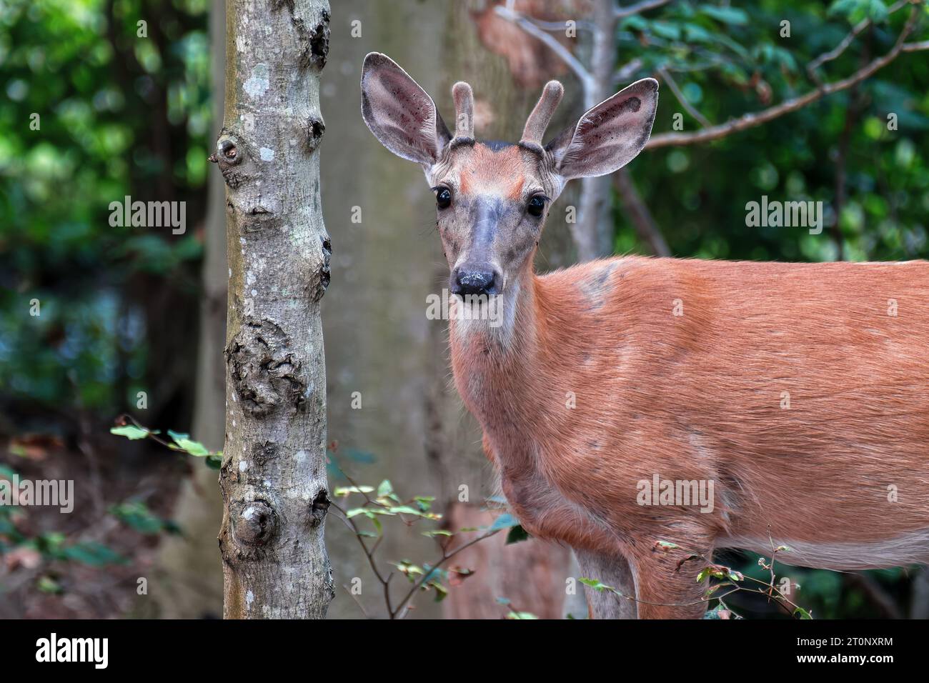 Un giovane cervo dalla coda bianca del nord in un bosco del Massachusetts orientale. Foto Stock