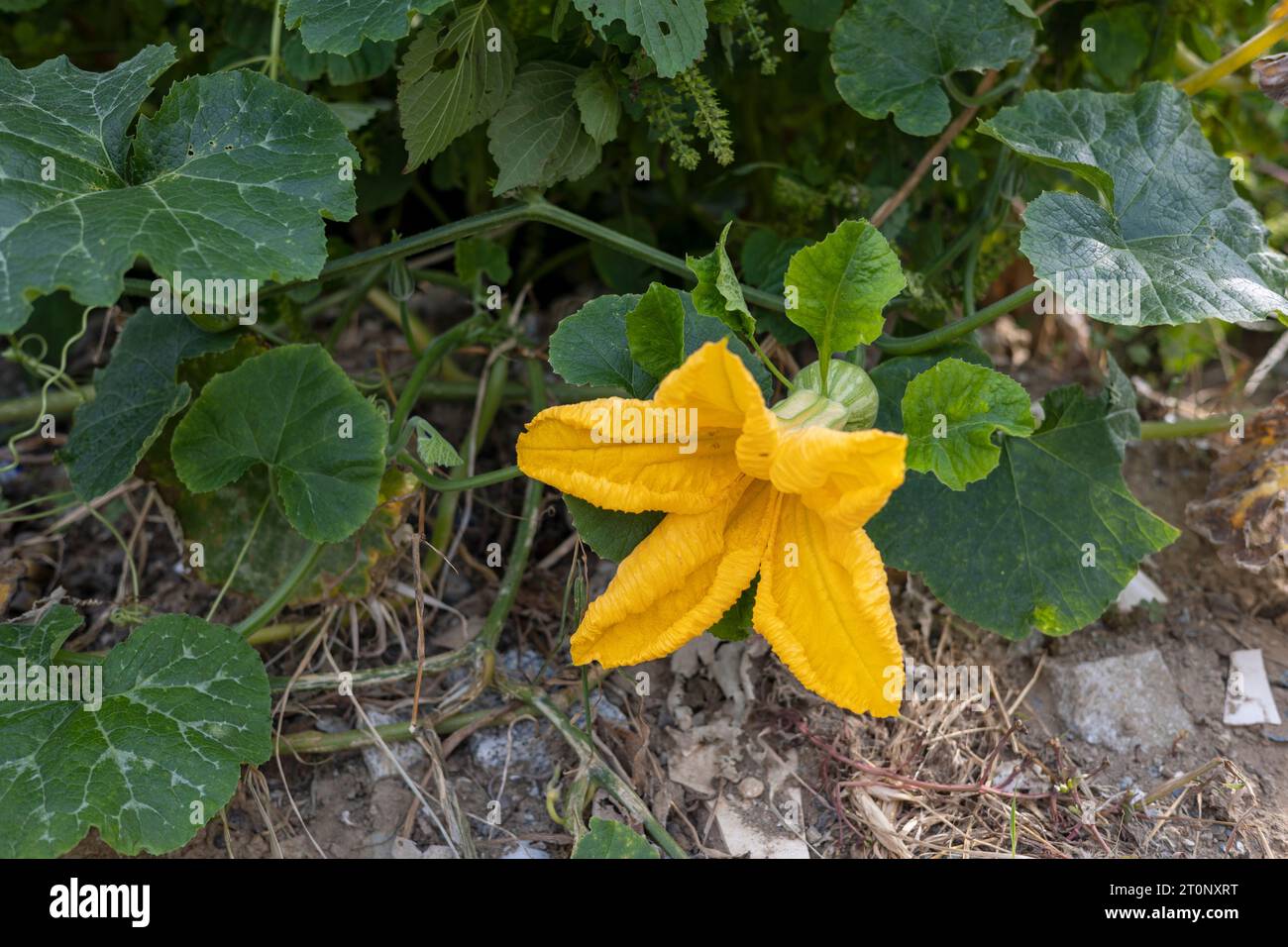 Fiore di zucca e frutta di zucca Foto Stock