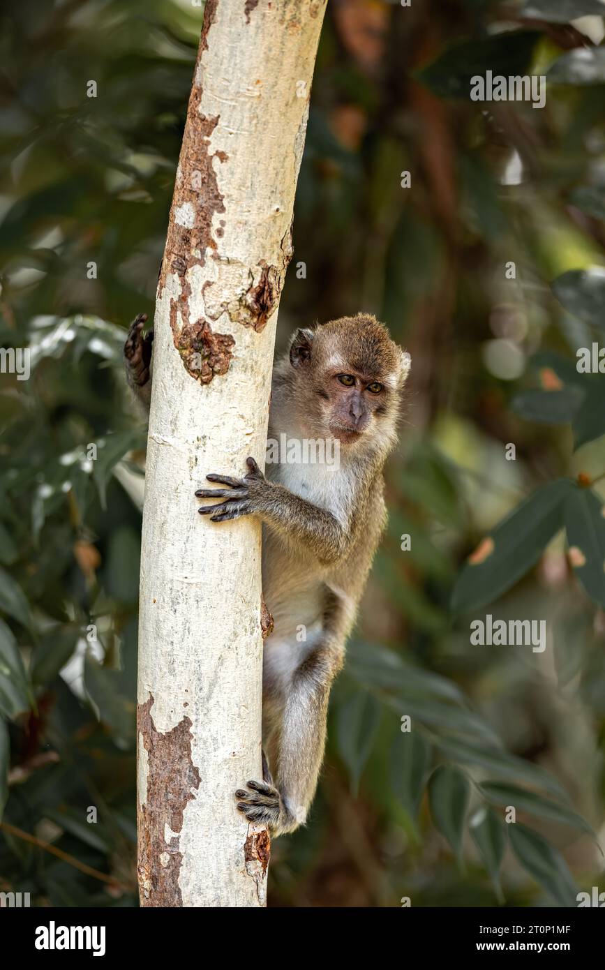 Long Tailed Macaque - Parco Nazionale Tanjung Puting, Borneo Foto Stock