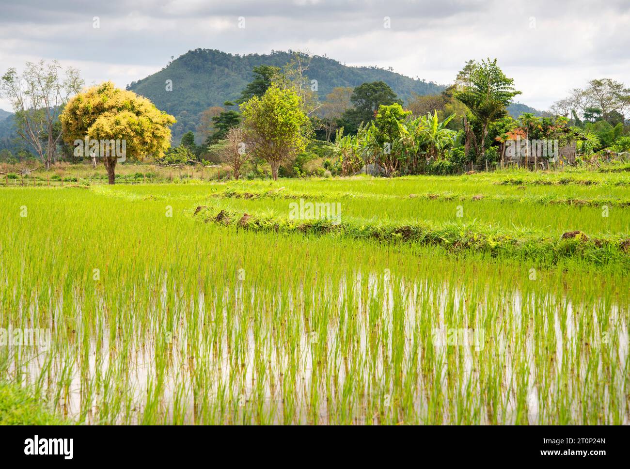 Remota fattoria laotiana, campi di riso sull'altopiano di Bolaven, montagne in lontananza, splendide e vivaci sfumature verdi dalle migliaia di riso Foto Stock