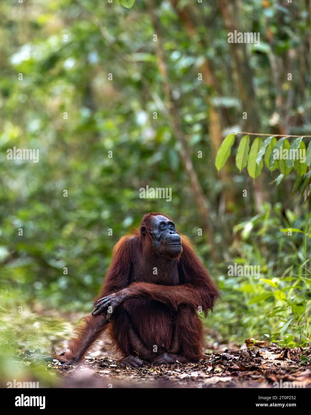 Oranghi - donne - Parco Nazionale Tanjung Puting - Borneo Foto Stock