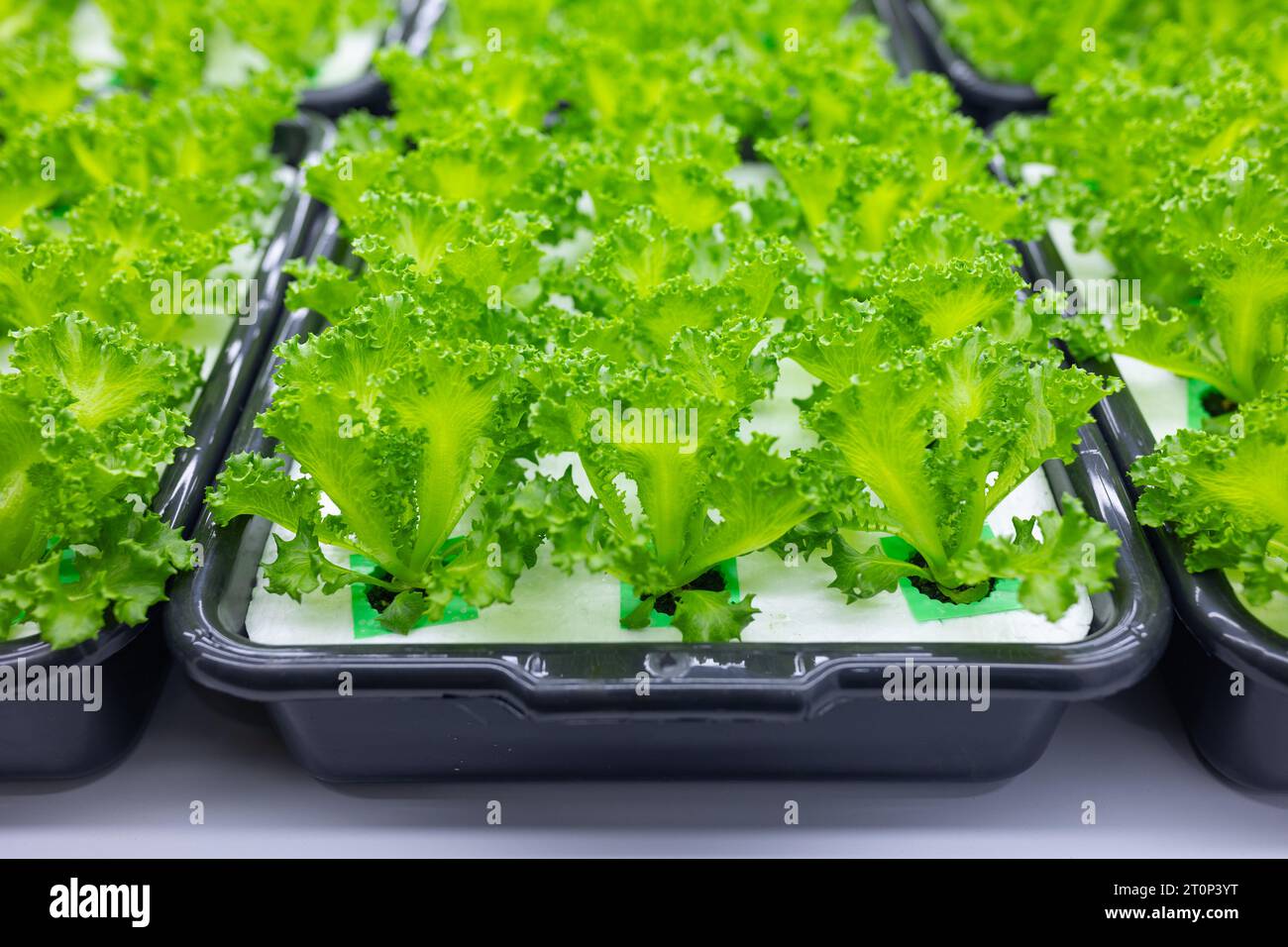 Moderna piantagione agricola al coperto. Tecnologia a LED per la crescita di prodotti vegetali verdi. Foto Stock