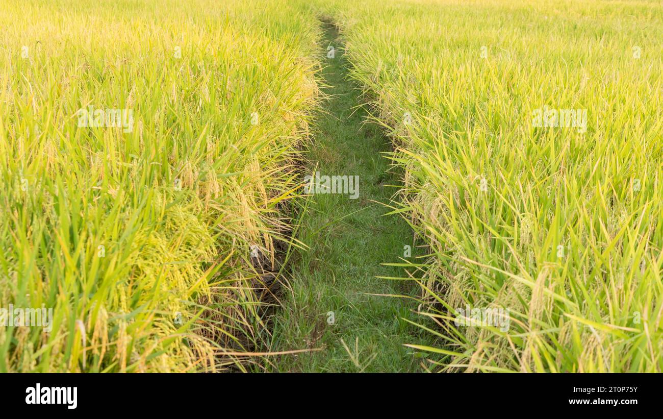 Foto ravvicinata di alberi e frutti di riso maturi e pronti per essere raccolti, nel villaggio di Masolo Pinrang nel pomeriggio, Indonesia Foto Stock