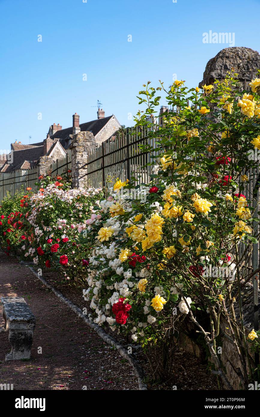 Rose gialle, bianche, rosse e rosa in giardino Foto Stock
