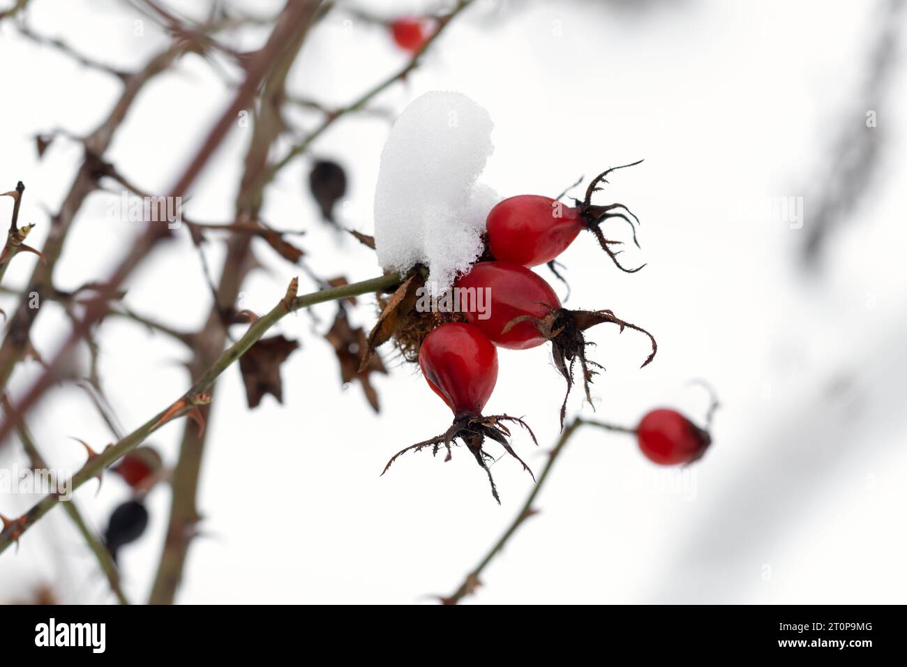 Primo piano di bacche rosse mature ricoperte di neve bianca. Rosa Canina baciata dal gelo: Splendida scena invernale di frutta su un cespuglio ricoperto di neve. Vista macro di Foto Stock