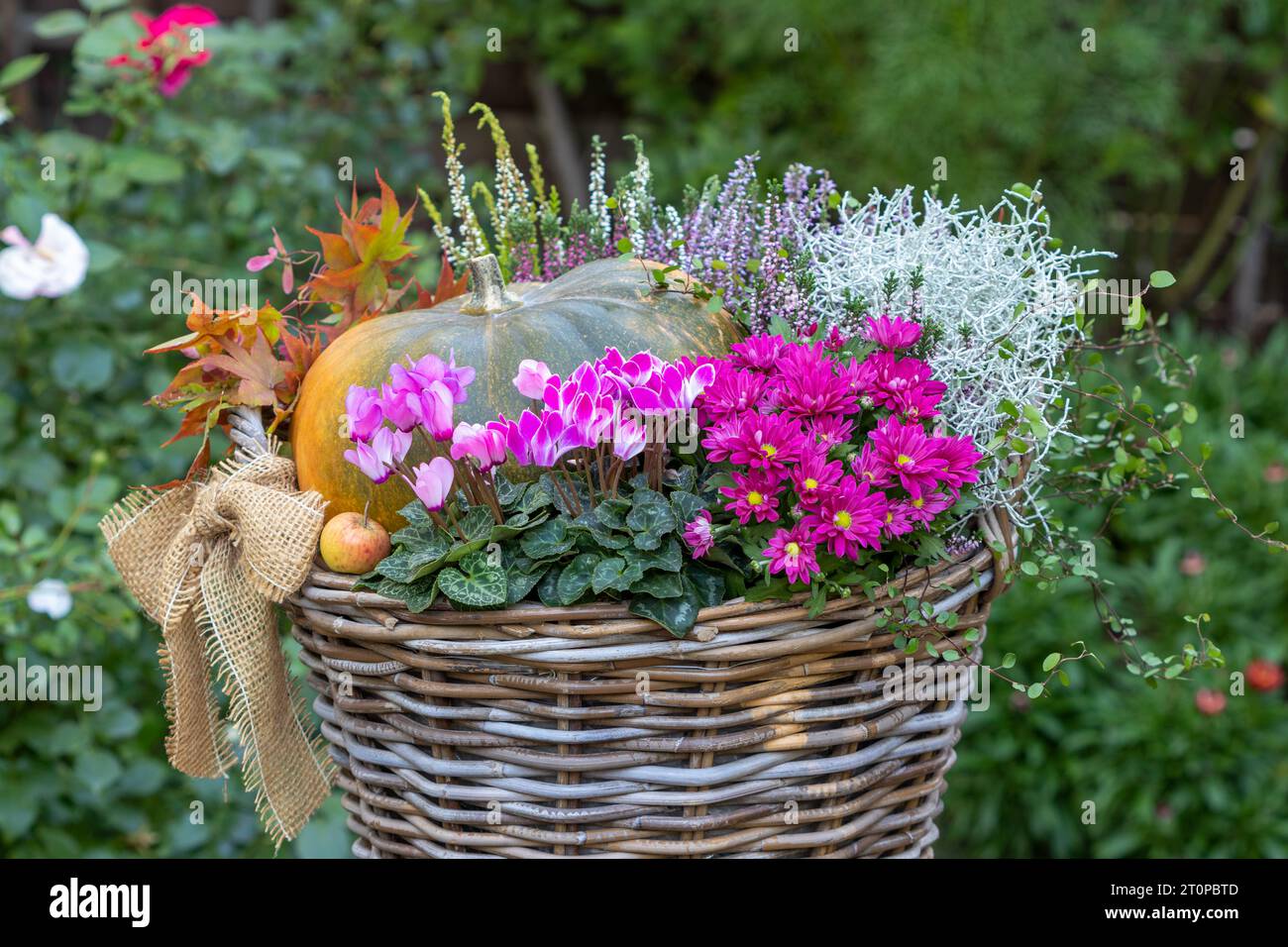 ciclamini rosa, crisantemo, fiori di erica, cespuglio cuscino, muehlenbeckia e zucca in un cesto in giardino Foto Stock