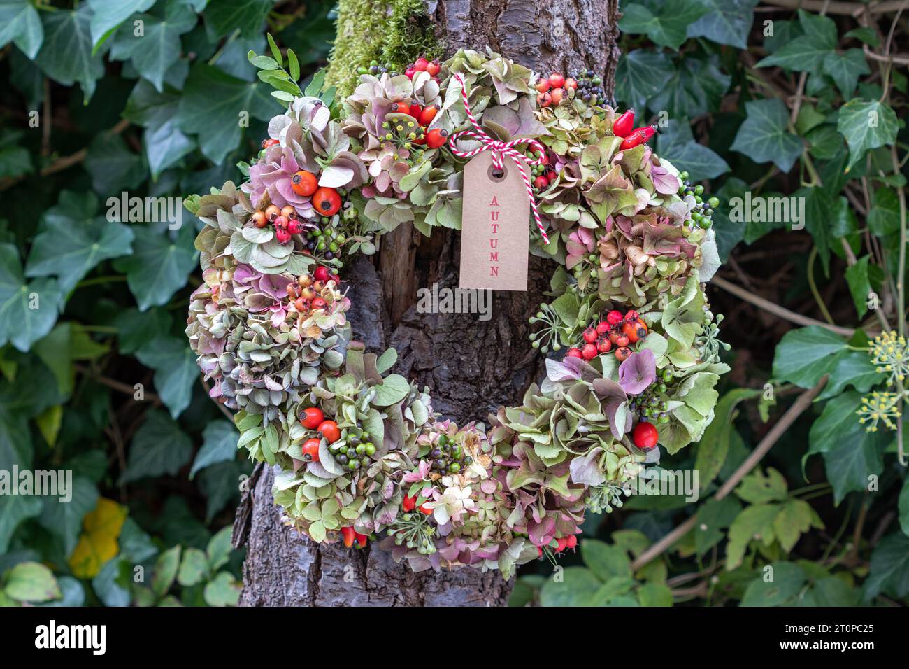 corona di fiori di ortensia, fianchi di rosa, mele di granchio, bacche di prugna e fiori di edera appesi all'albero Foto Stock