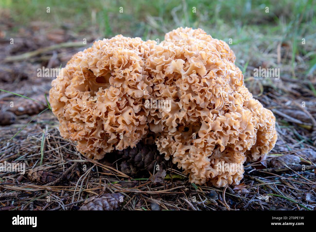 Il fungo cavolfiore è un fungo parassita che assomiglia a un cavolfiore che cresce su alberi e legni di conifere, provincia del Brabante settentrionale, Netherla Foto Stock