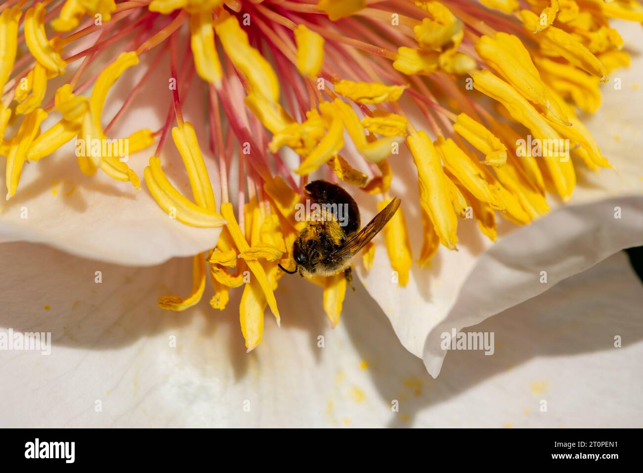 Api che raccolgono polline su una peonia comune da giardino, Paeoniaceae, Paeonia lactiflora Pall. Foto Stock