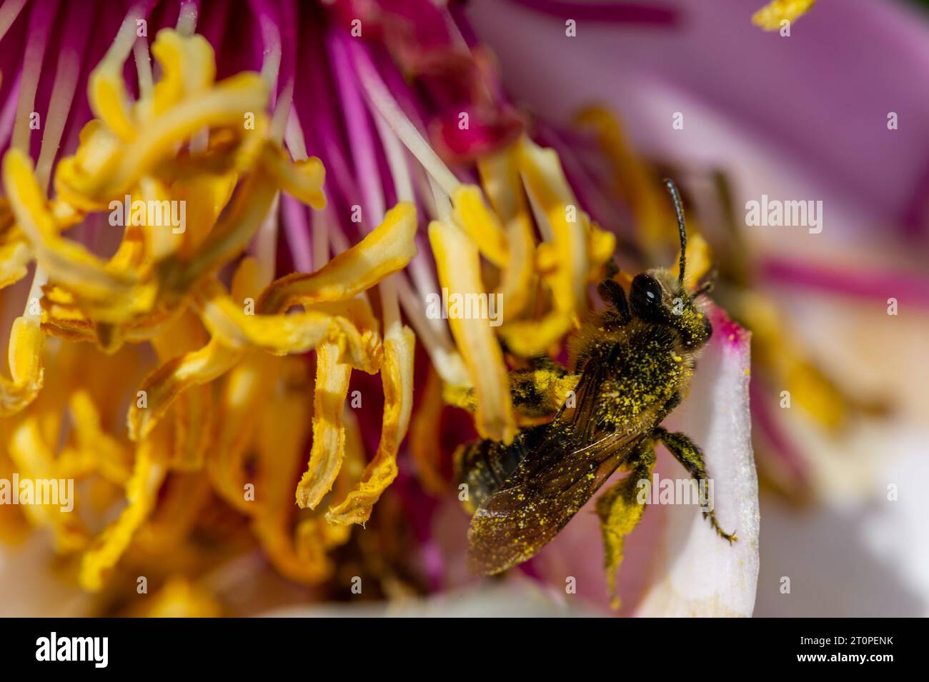 Api che raccolgono polline su una peonia comune da giardino, Paeoniaceae, Paeonia lactiflora Pall. Foto Stock