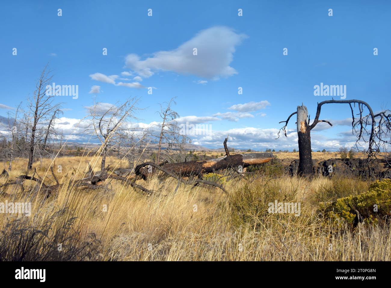 Albero caduto e rotto, distrutto dal fuoco, sabbia sull'orlo di un burrone sull'altopiano centrale dell'Oregon. Il cielo blu e le nuvole si estendono sulla parte superiore di Foto Stock