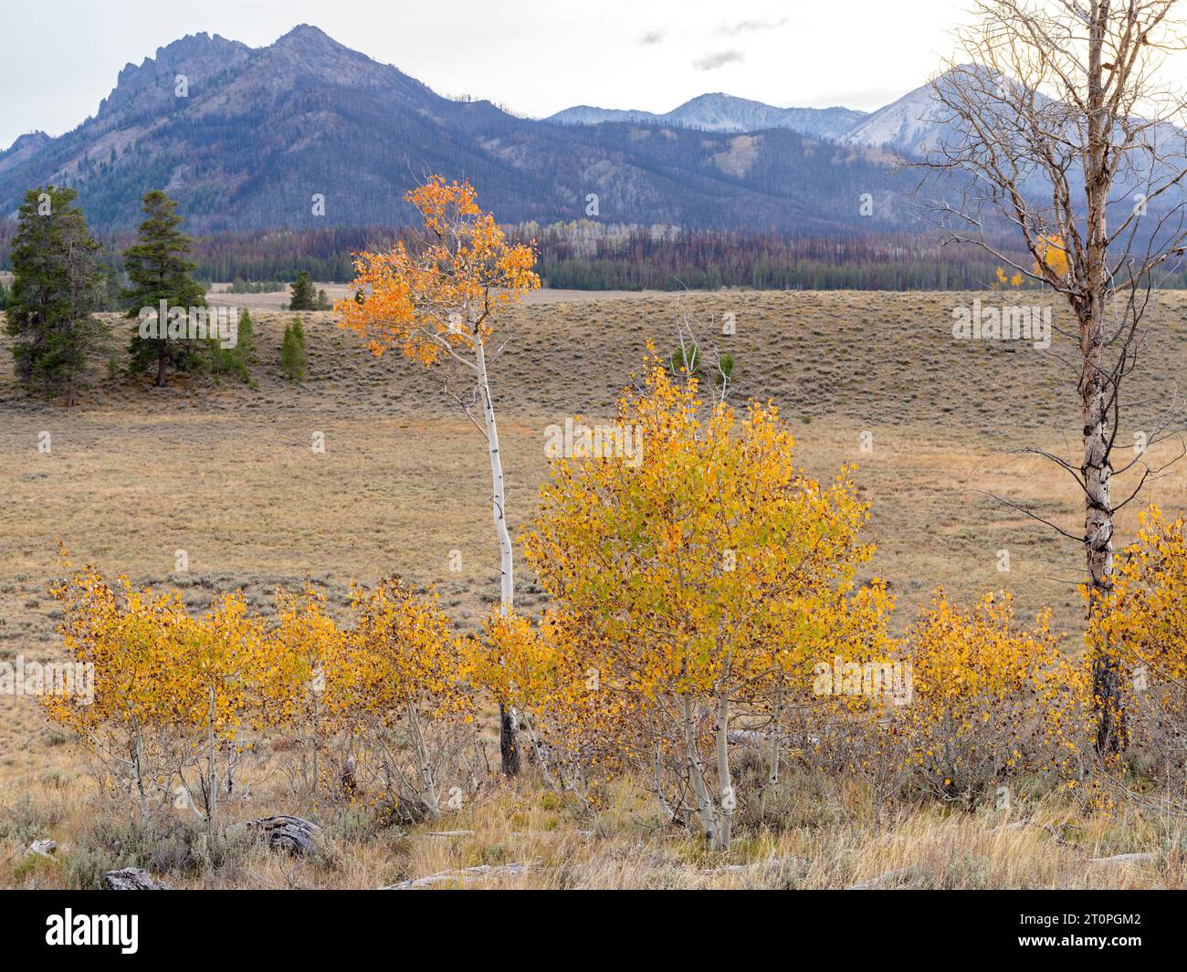 Aspens dai colori autunnali con una catena montuosa Foto Stock
