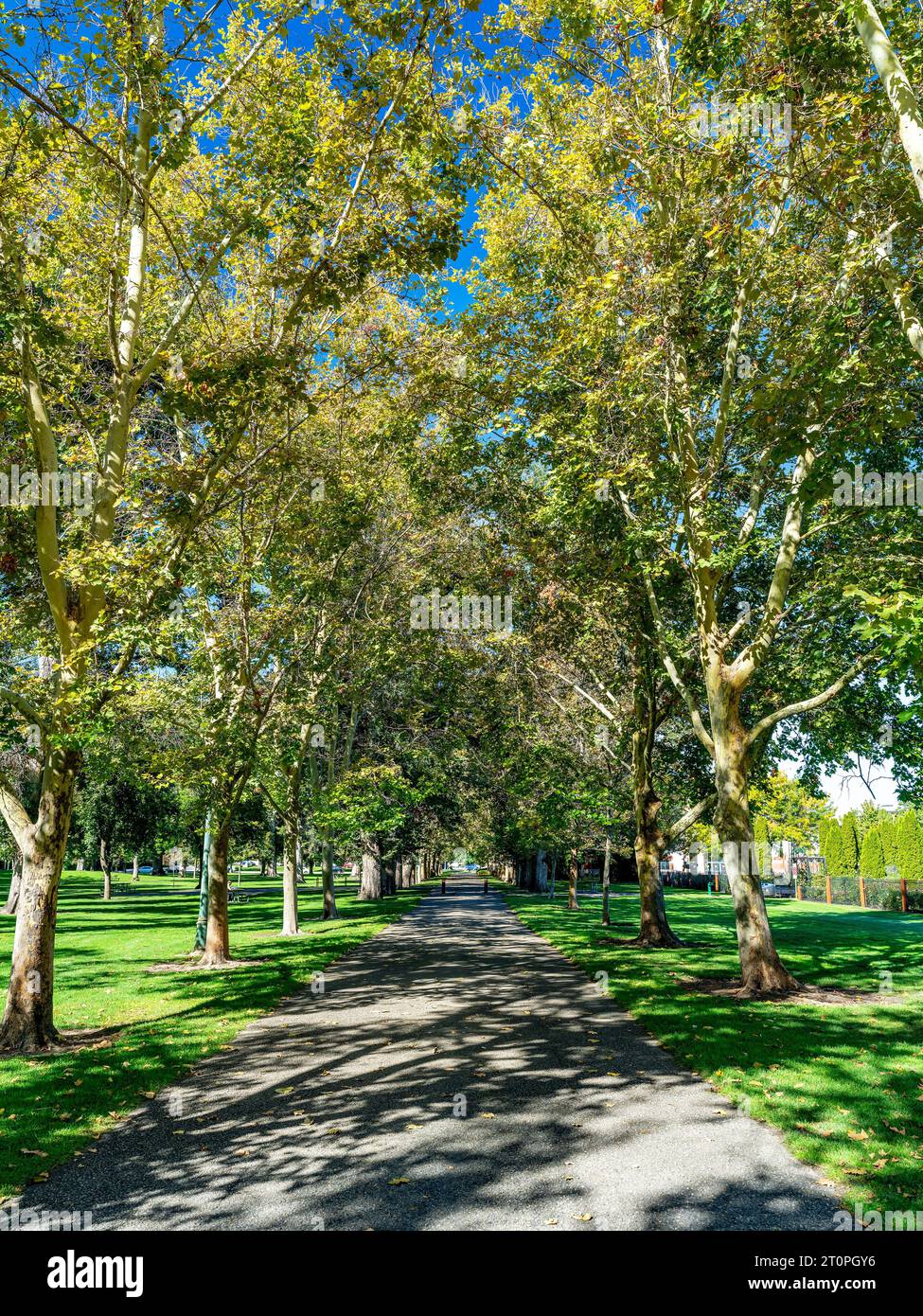 Alberi estivi con foglie fiancheggiano un marciapiede in un parco di Boise City Foto Stock