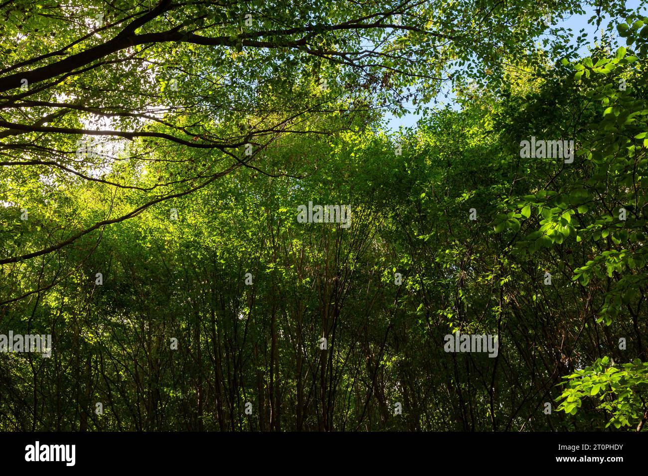 Vista sulla foresta con luce del sole. Foto di sfondo Carbon Neutrality o Carbon NET-zero. Foto Stock