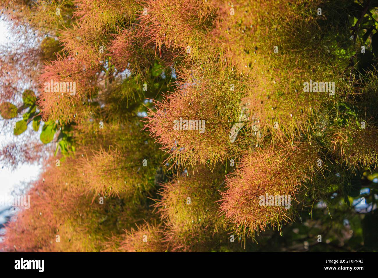 Cotinus Coggygria o Rhus Cotinus pianta con morbidi fiori rosa sui raggi del sole. Skumpiya abbronzatura rosa pallido, primo piano. Banner. Smoketree bloss europeo Foto Stock