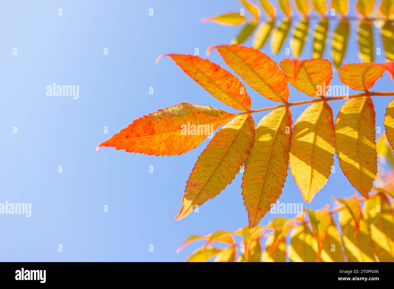 Fioritura d'autunno gialla e arancione di fronte al cielo blu. Foglie di Rhus typhina giallo brillante in autunno, spazio vuoto. Foto Stock