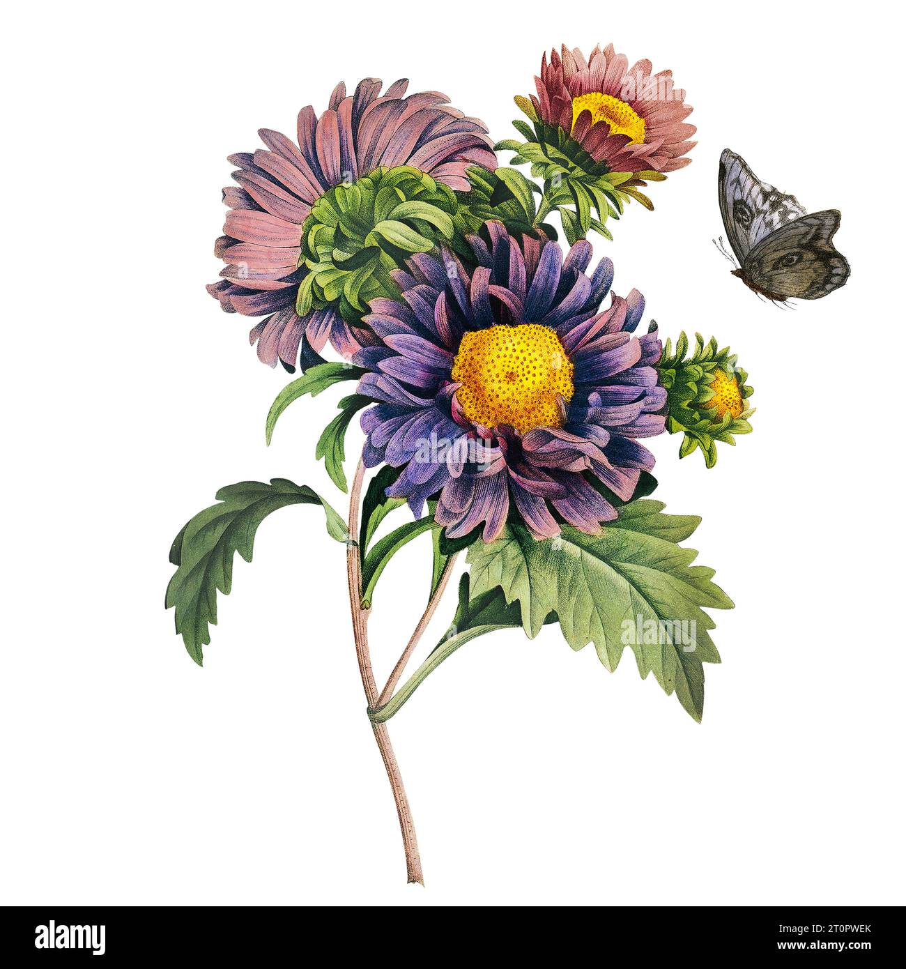Aster (China aster), illustrazione botanica di Pierre-Joseph Redoute, artista botanico reale per regine e imperatrici di Francia, soprannominato Raffaello Foto Stock