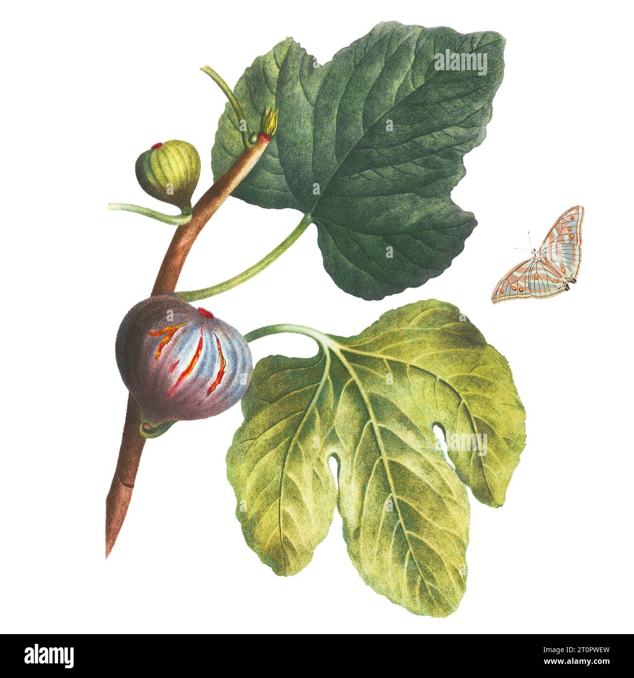 Illustrazione botanica del XIX secolo di un ramo di fico con frutti e farfalla di Pierre Joseph Redouté, artista botanico reale per regine e imperatrici Foto Stock