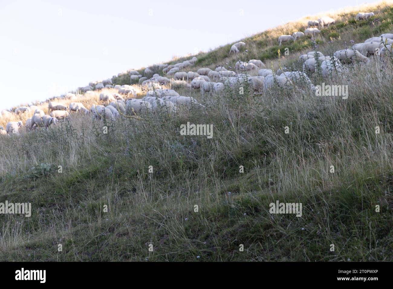 Pecore nella campagna abruzzese Foto Stock