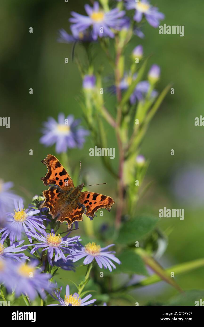 A comma Butterfly (Polygonia C-album) con il suo Wings Open in Sunshine si stabilì su una Michaelmas Daisy (Symphyotrichum Novi Belgii) all'inizio dell'autunno Foto Stock