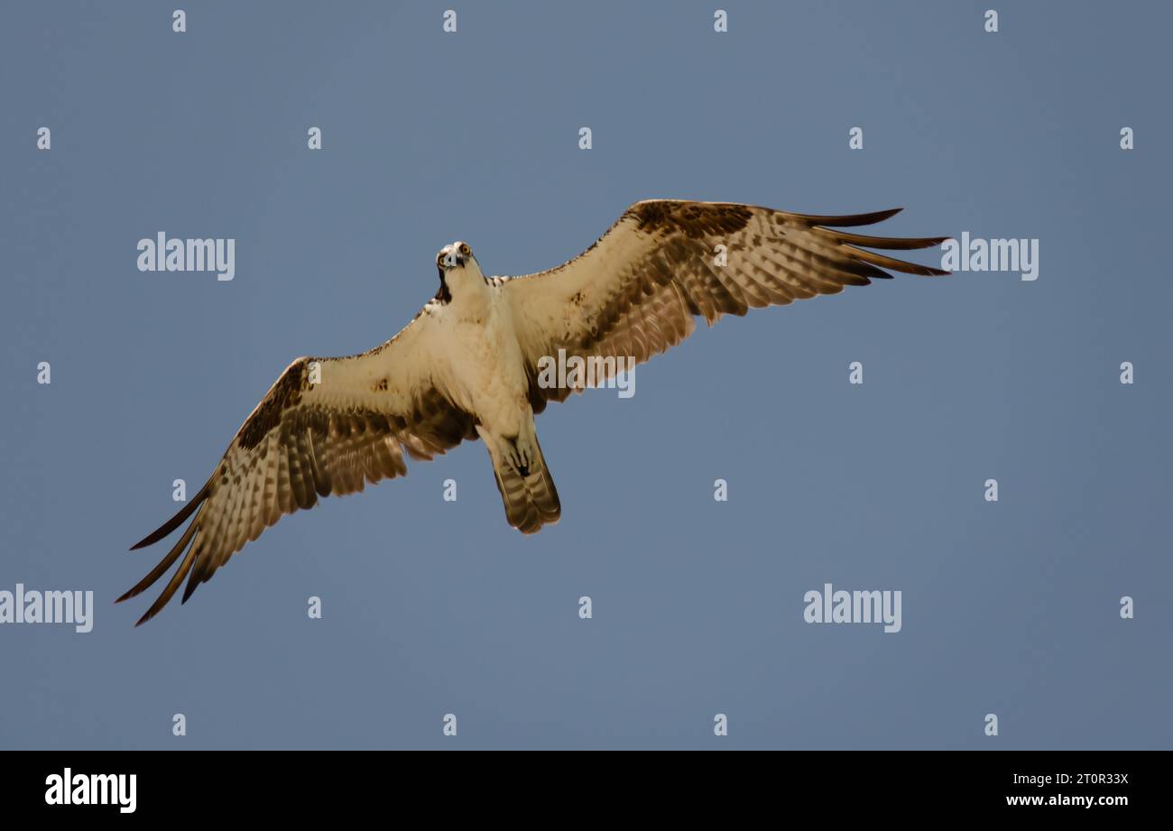 Osprey in volo. Bellissimo rapace in volo con apertura alare completa. Flora e fauna selvatiche in un ambiente naturale, prede volanti e cacciatori. Foto Stock