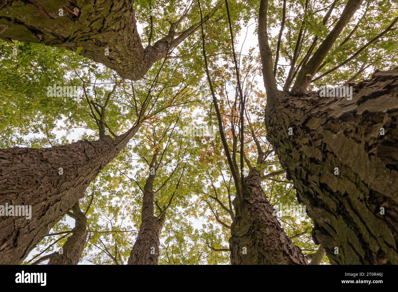 cime degli alberi con fogliame autunnale viste dal basso Foto Stock