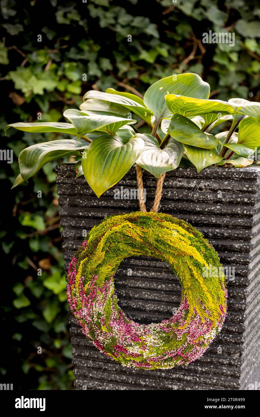 Decorazione autunnale con una corona di erica appesa a un vaso di fiori di pietra con una pianta hosta di fronte a una siepe di edera Foto Stock