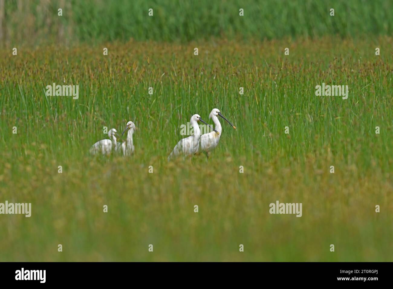 Un gruppo di spatole eurasiatiche (Platalea leucorodia) in erba in un'area naturale. Foto Stock