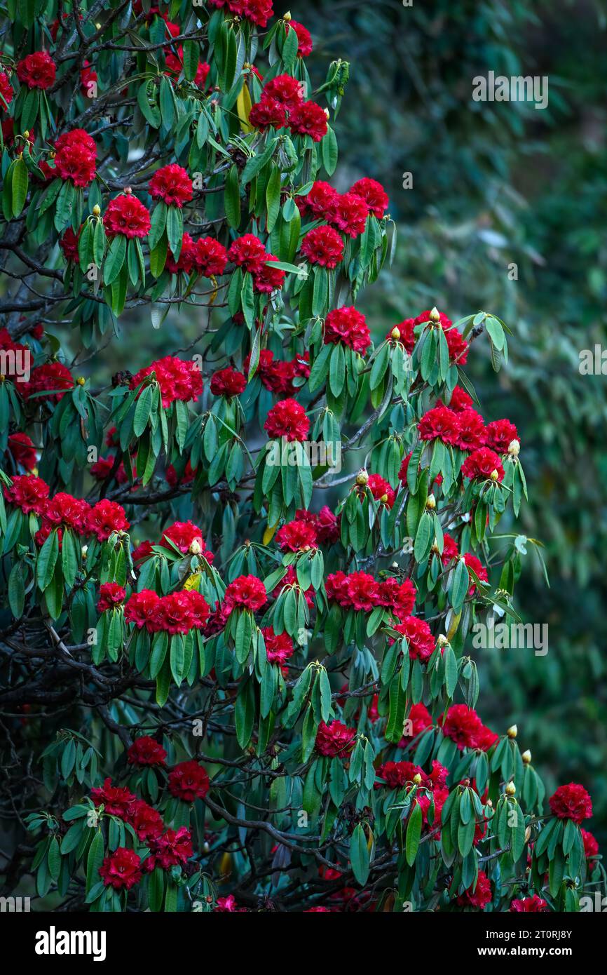 Immagine verticale dell'albero di rododendro carico di fiori in piena fioritura Foto Stock