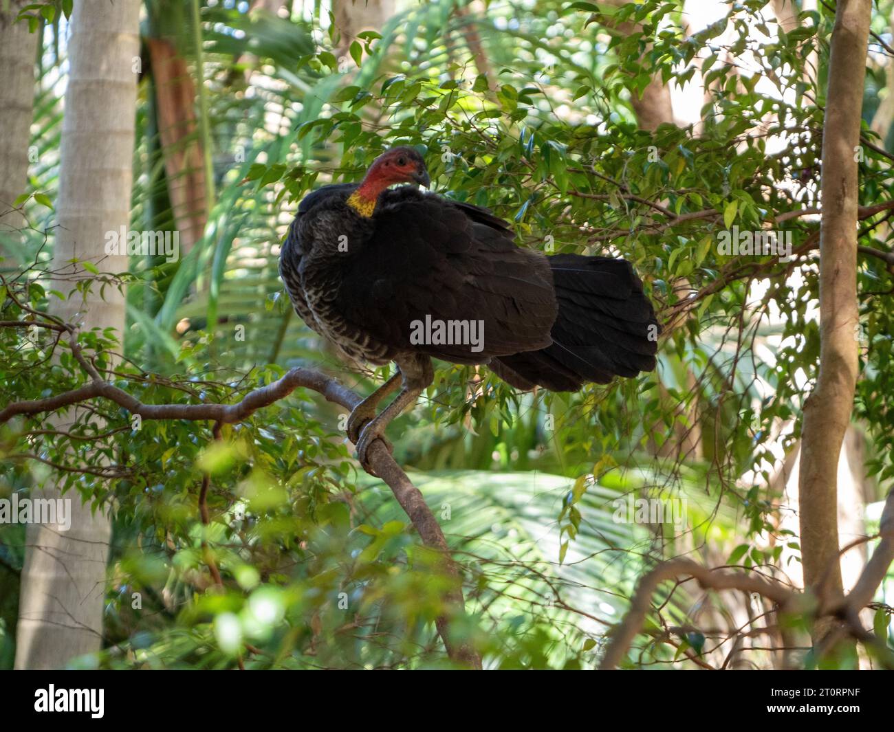 Bush o Brush Turkey in un albero, Australia Foto Stock