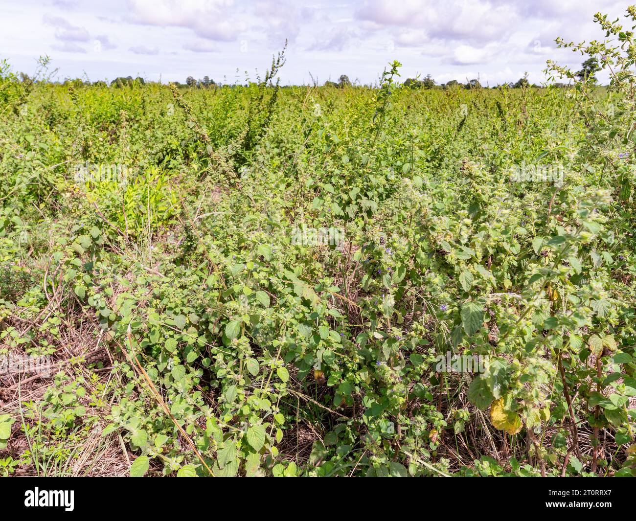 Grande campo con piante di menta a Huai Yai, vicino a Pattaya, nella provincia di Chonburi in Thailandia. Foto Stock